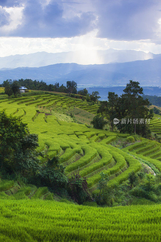 泰国清迈Pa Pong Piang山山谷乡村地区的水稻梯田。